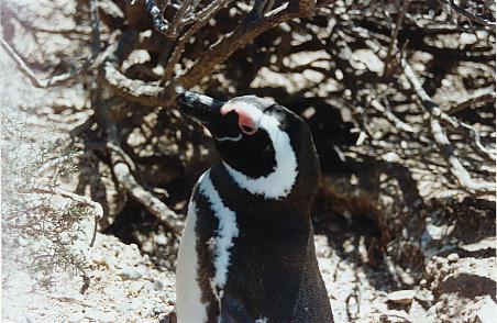 Penisola Valdes