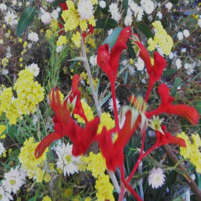 Wildflower