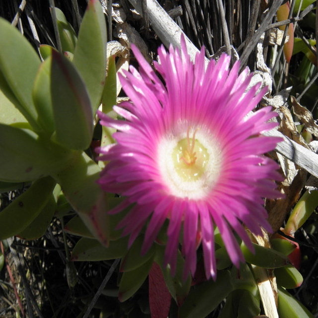 Wildflower