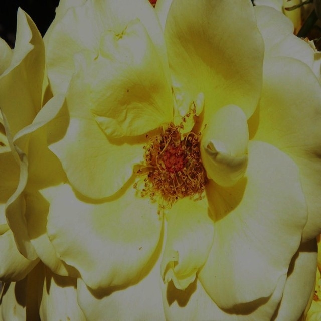 Wildflower
