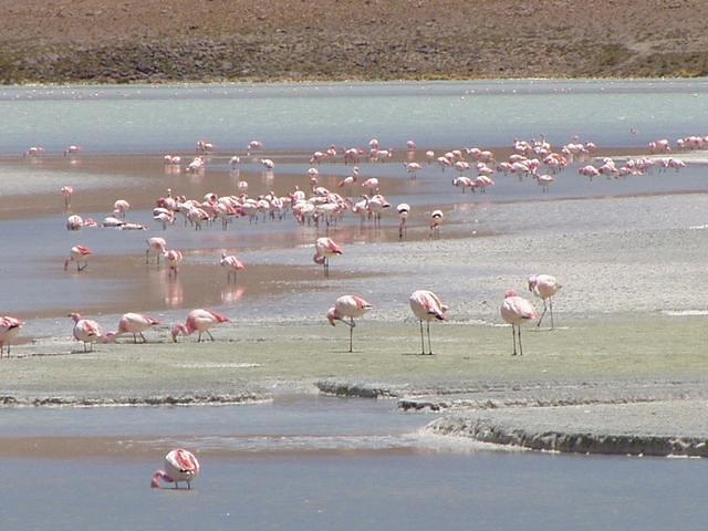 Lagunas