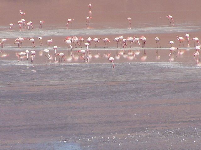 Lagunas