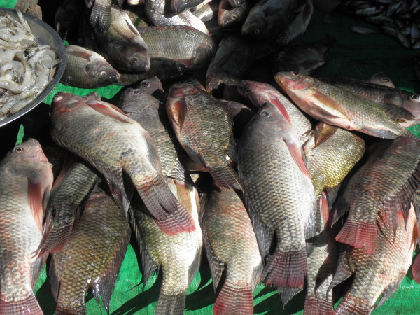 Kalaw market