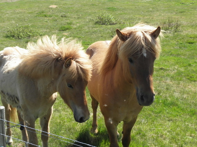 cavalli islandesi