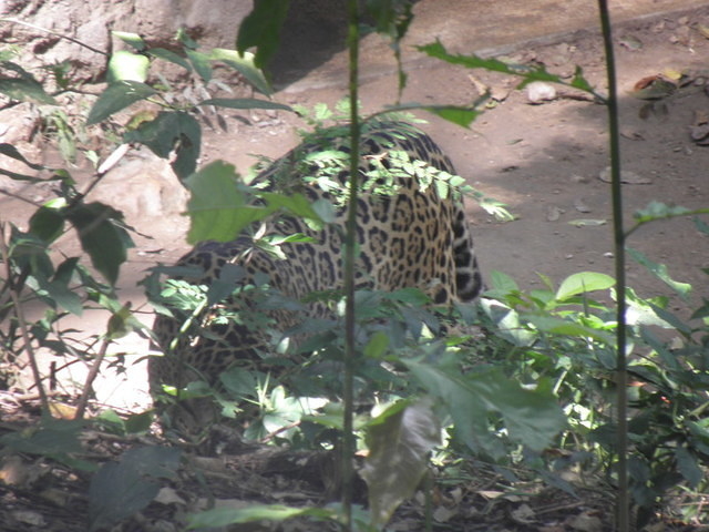 Tuxla
