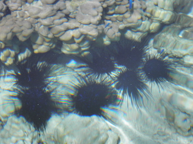Tahaa