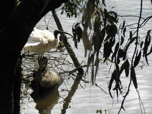 Echuca