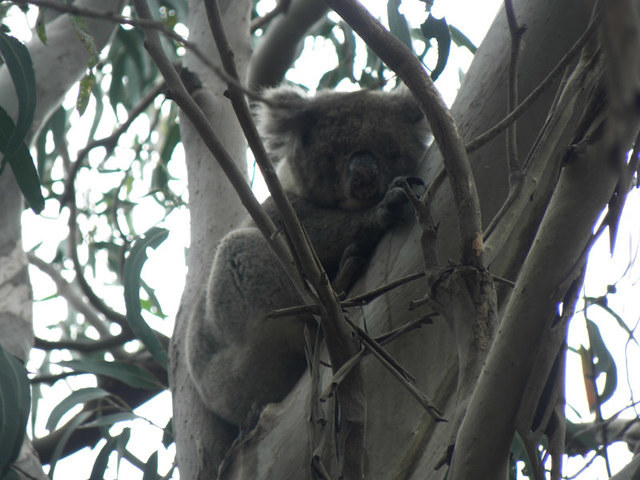 Kangaroo Island