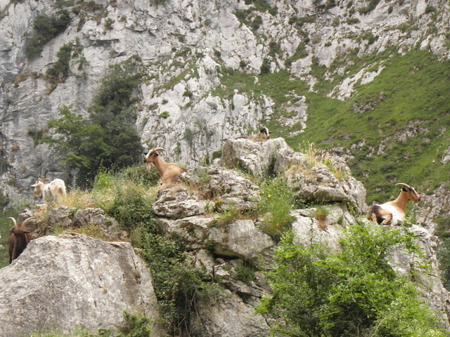 Ruta de Cares13