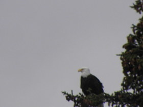 Sea Eagle