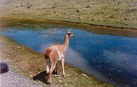 Patagonia