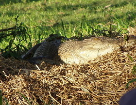 Kakadu