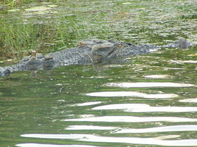 Kakadu