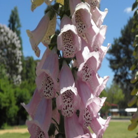 Wildflower