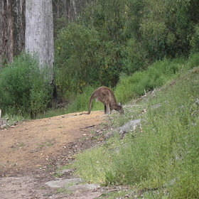 Porongurup N.P.
