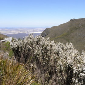 Stirling Range N.P. - Bluff Knoll