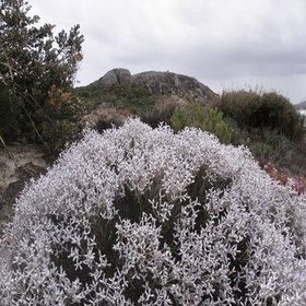 Wildflower