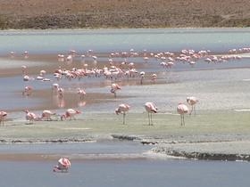Lagunas