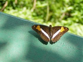 Iguaçu