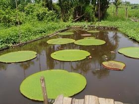 iquitos