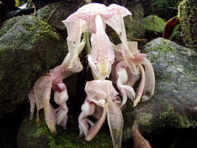 Moyobamba